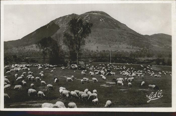 Schafe L' Auvergne Puy de Dome