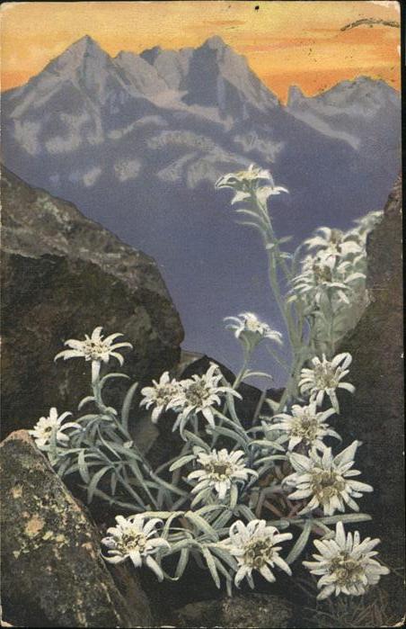 Verlag Photochromie Nr. 758 Leontopodium alpinum