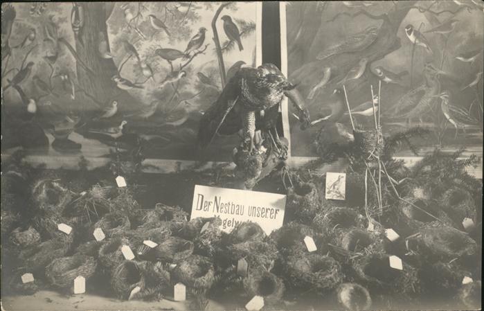 Voegel Nestbau Ausstellung Uster