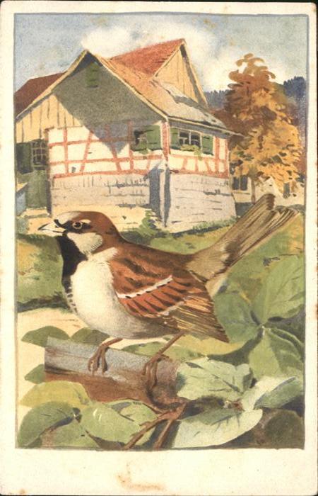 Voegel Sperling Gorrion Sparrow