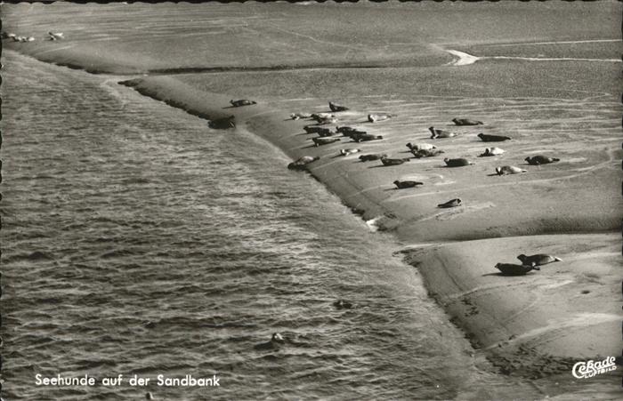 Seehunde Robben Fliegeraufnahme