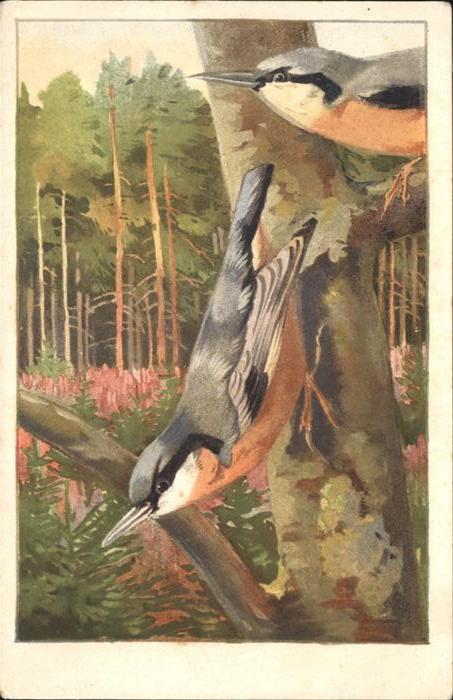 Voegel Spechtmeise Sitelle Nutpecker