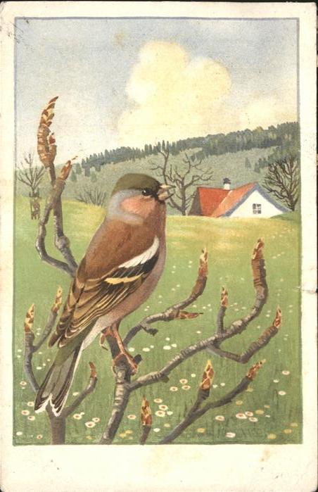 Voegel Buchfink Pinson Chaffinch