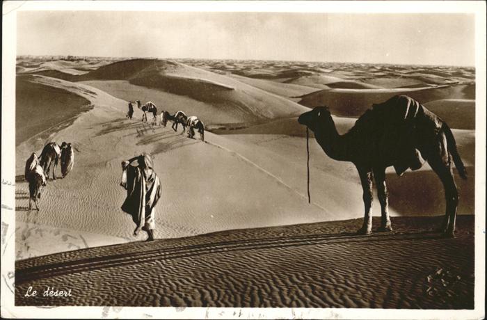 Kamel  Camel Chameau Wüste Libanon