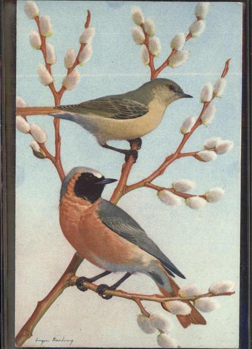 Voegel Gartenrotschwanz Rouge queue Redtail