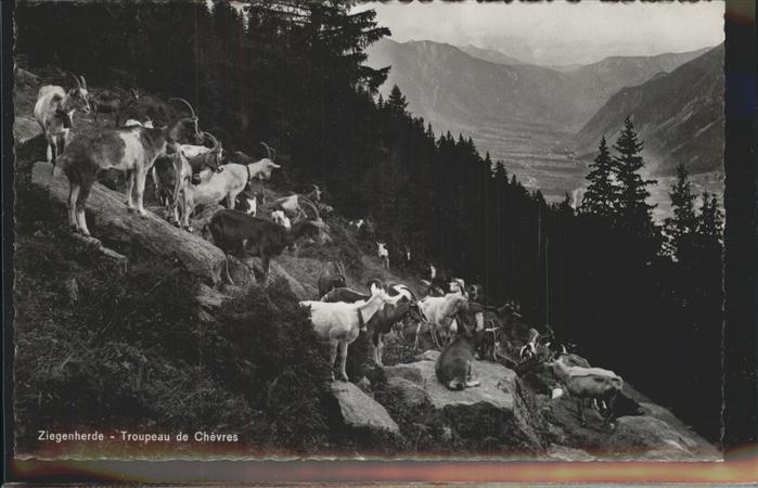 Ziege Herde Saanen Bern