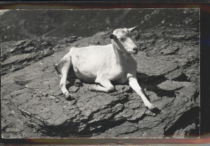 Ziege Harder Kulm Interlaken Zürich
