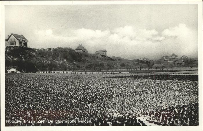 Noordwijk Noordwyk aan Zee bloembollervelden Tulpen