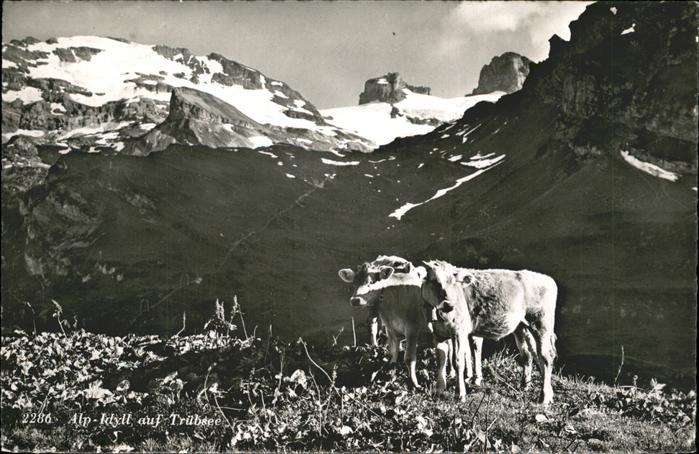 Kuehe Trübsee Engelberg