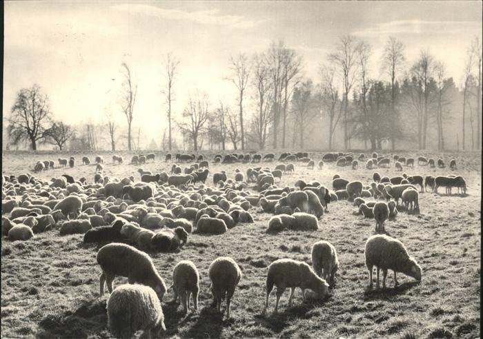 Schafe Heide Schweiz