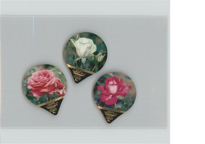 Rose Duftwolke Edelweiss Edward Rothschild