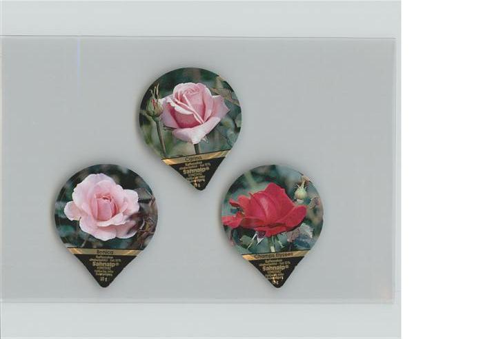 Rosen Bonica Carina Champs Elysees Sahnalp Ko