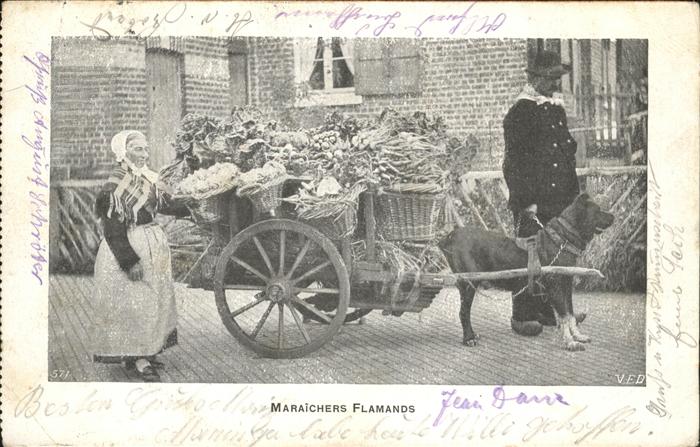 Hundekarren Maraichers Flamands