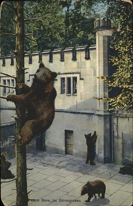 Baeren Bern Bärengraben Zoo