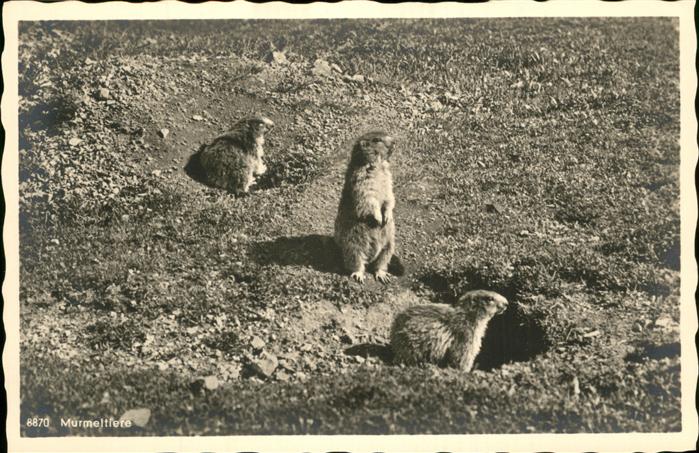 Tiere Murmeltier