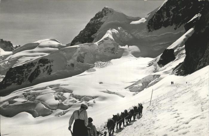 Schlitten Schnee Jungfraujoch Rottalhorn Polarhunde