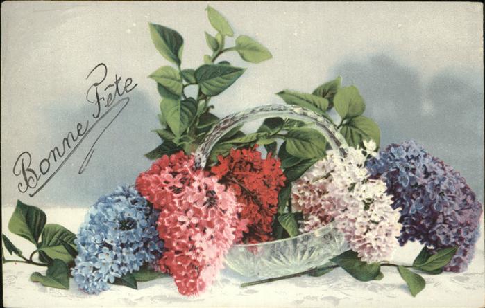 Blumen Bonne Fete Hortensie