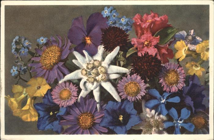 Edelweiss Alpenblumen