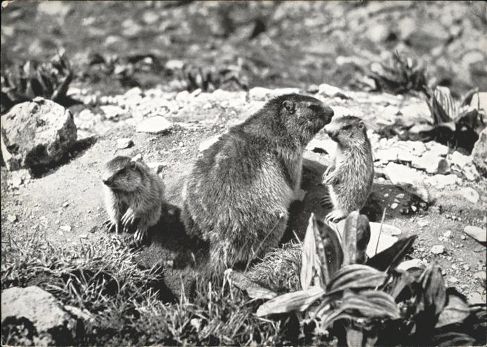 Tiere Murmeltiere Schweiz