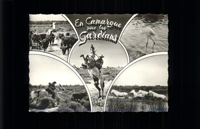 Cowboys Büffel Wildpferde Gardians Camargue