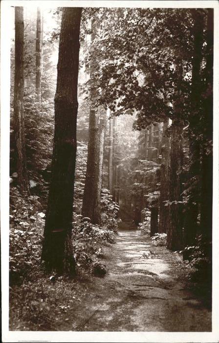 Munster Haut Rhin Elsass Furch Waldpartie