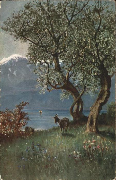 Lago di Garda Vecchi ulivi pressi Maderno