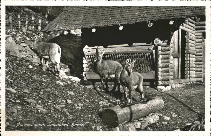 Steinbock Alpenwildpark Interlaken-Harder