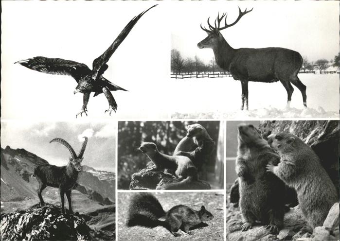 Hirsch Adler Steinbock Eichhörnchen Alpentiere
