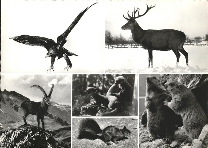 Hirsch Steinbock Adler Eichhörnchen Murmeltier
