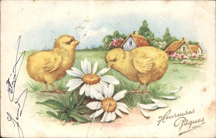 Ostern Easter Paques Küken Margariten Frankreich