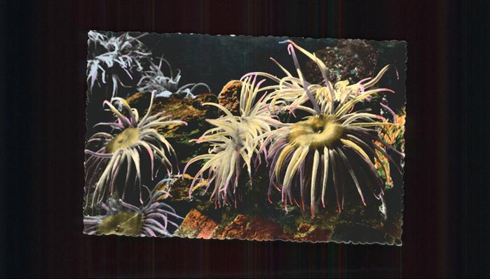 Blumen Anemones de mer Aquarium de Monaco Nr.