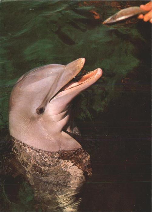 Delfine Delphine Dolphins Dauphins Delfi Seaquarium Miami Florida