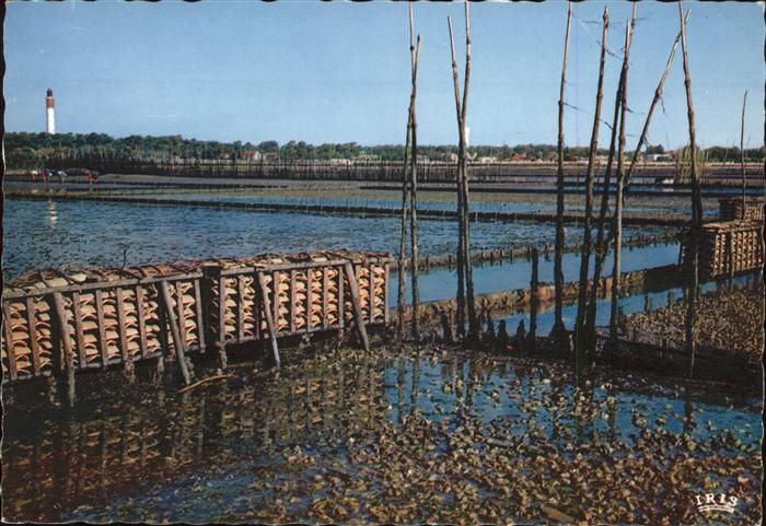 Meerestiere Bassin d_Arcachon Cap Ferret Parcs a hu