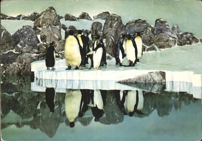 Pinguin