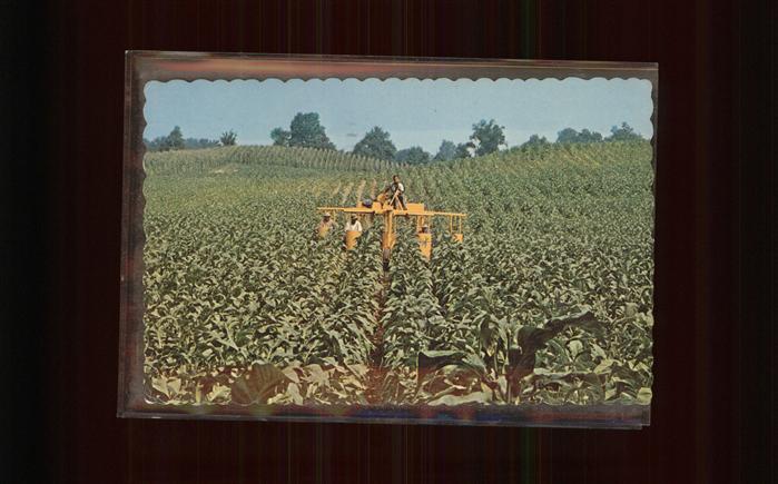 Landwirtschaft Tobacco Farms Delhi Ontario