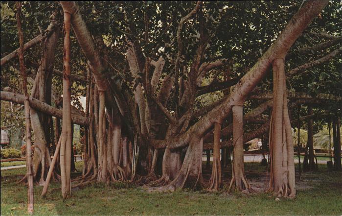 Baeume Trees Banyan Tree Hawaii