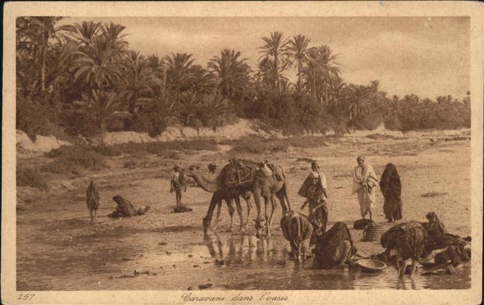 Kamel  Camel Chameau Caravane dans l'oasis Tunesien