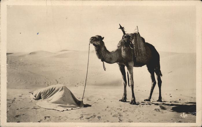 Kamel  Camel Chameau Typen Gebet Wüste Afrika