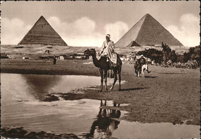 Kamel  Camel Chameau Giza Pyramids Ägypten