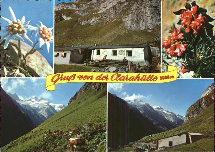 Praegraten Grossvenediger Clarahuette Alpenblumen Edelweiss Roetspitze Welitzkee