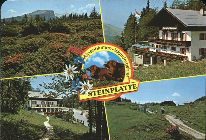 Waidring Tirol Alpengasthof Steinplatte Alpenblumen Wandergebiet Kuh