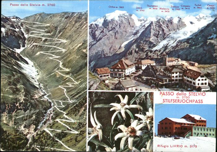 Prad Stilfserjoch Passo dello Stelvio Rifugio Livrio Edelweiss