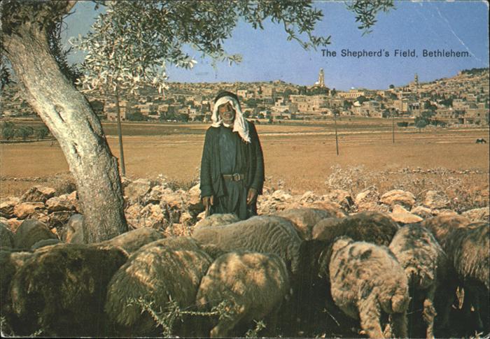 Bethlehem Yerushalayim The Shepherds Field Schafherde