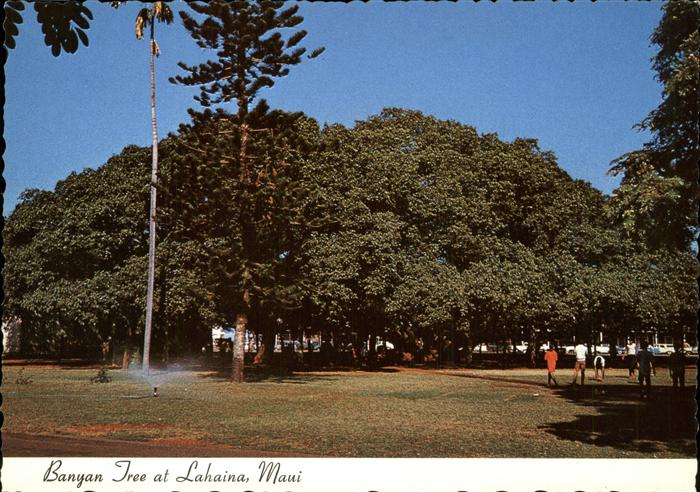 Lahaina Banyan Tree alte Baeume