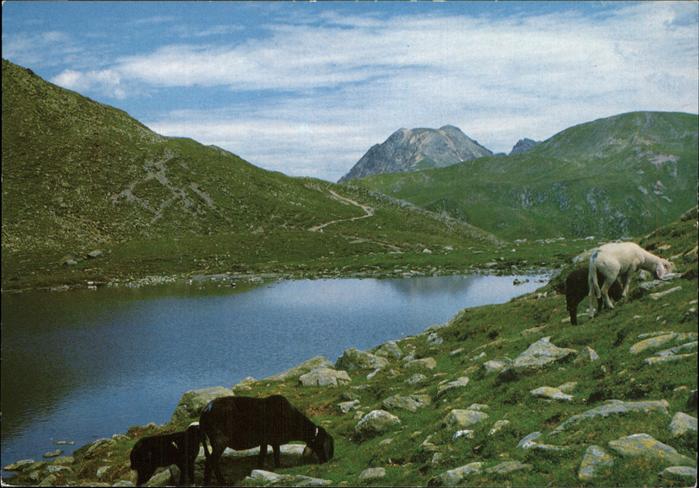 Penserjoch Passo di Pennes See mit Schafen