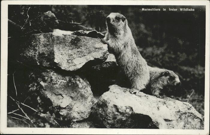 Tiere Murmeltier