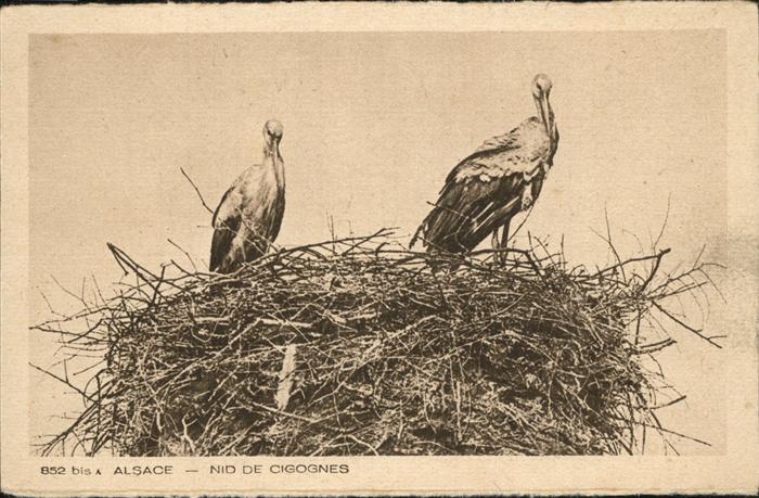 Voegel Storch Alsace Nid de Cigognes