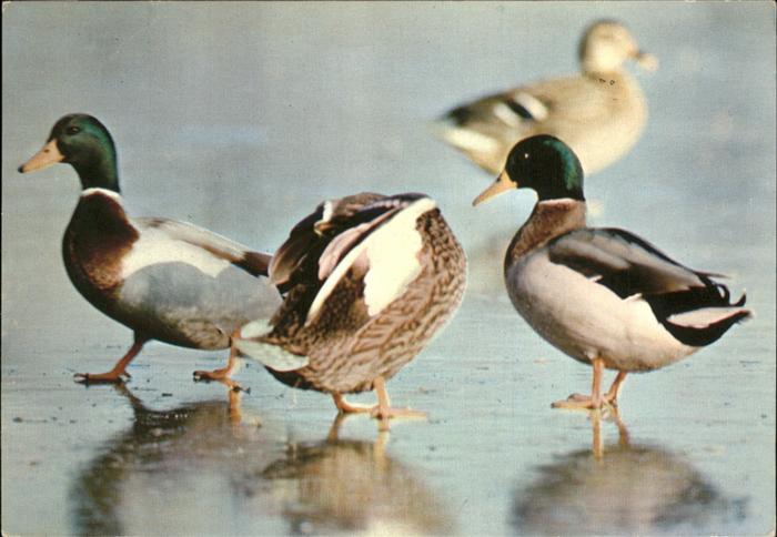 Enten Canard Colvert Haut-Rhin Jeunesse au Pl