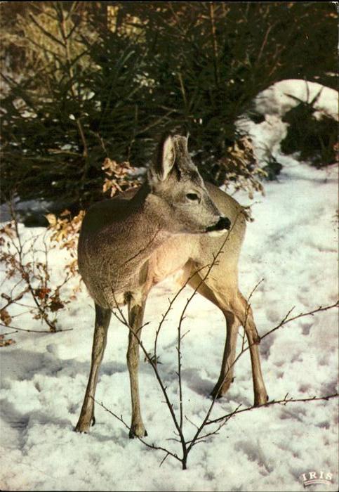 Reh Iris Mexichrome Faon Fawn Rehkitze
