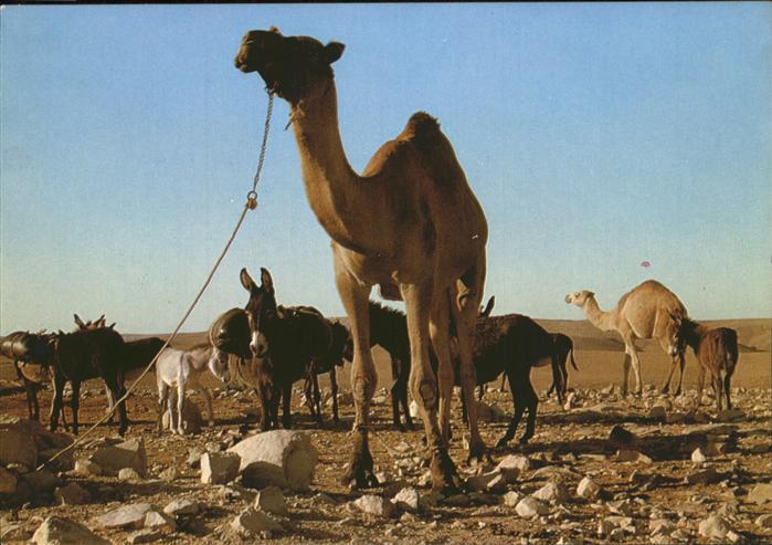 Kamel  Camel Chameau Esel Wüste Desert